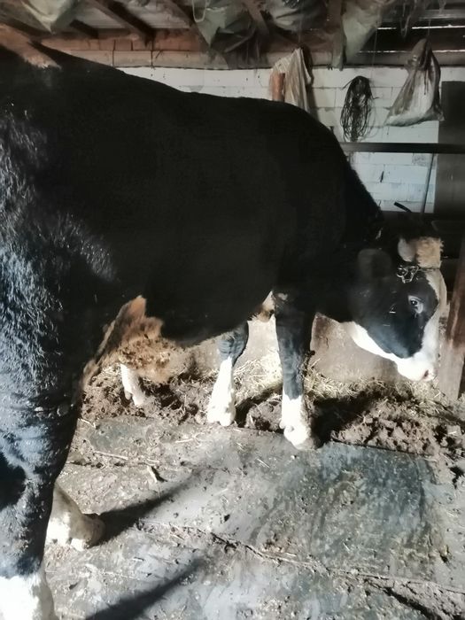 Vând vițel bălțat