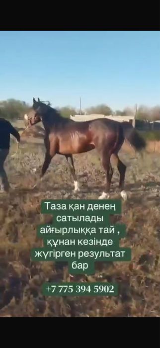 Таза қан дөнен сатылады