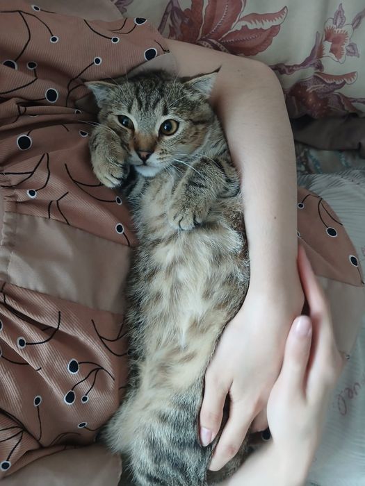 Отдам котенка бесплатно
