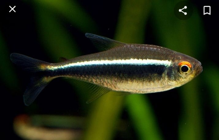 Продам аквариумных рыбок