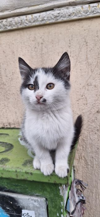 Подарявам котенце