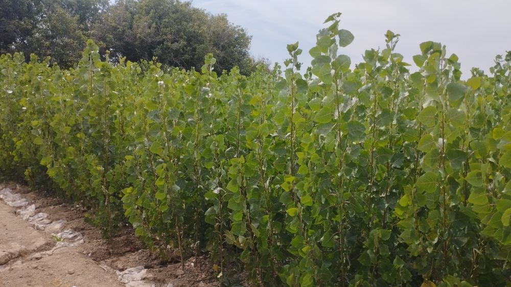 Саженцы все виды