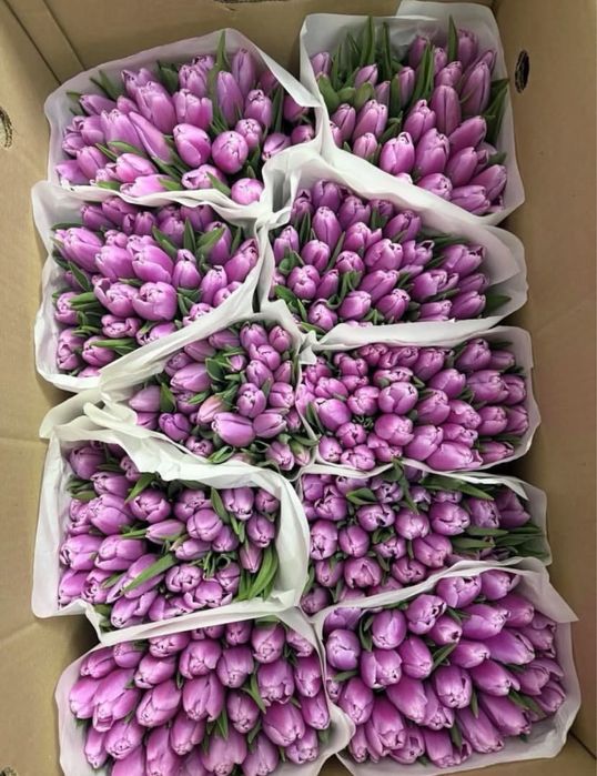 Продаю тюльпаны оптом
