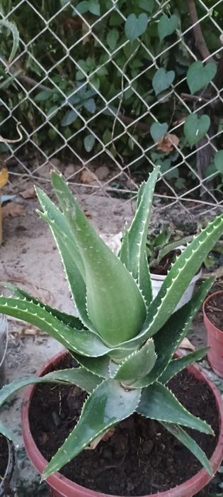 Алоэ вера гүлдер бар