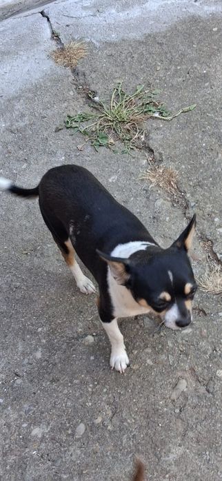 Isi cauta stapan un mascul chiuuaua