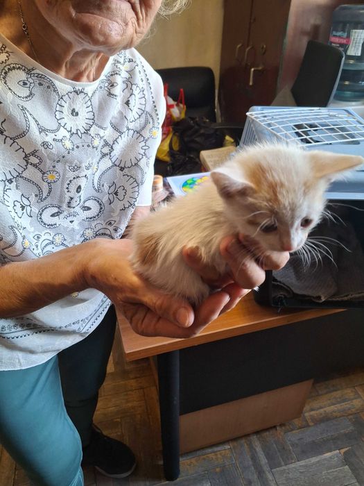 Котета на около 1-2 месеца в гр.София, Лозенец.  Бяло с оранжеви петънца също.