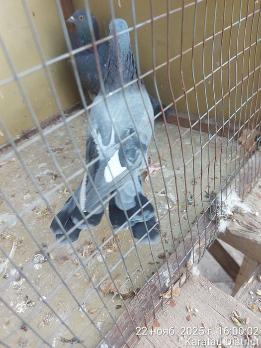 Широкохвостые голуби