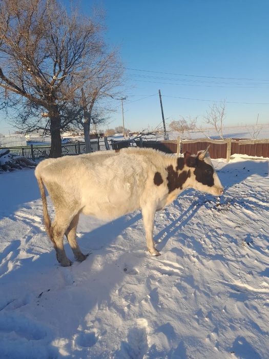 Продаётся корова