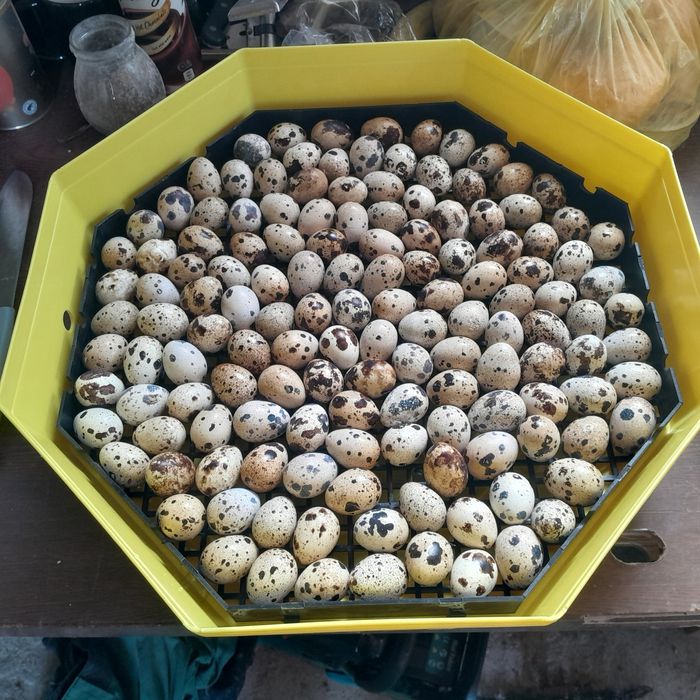 Oua Incubat Prepeliță