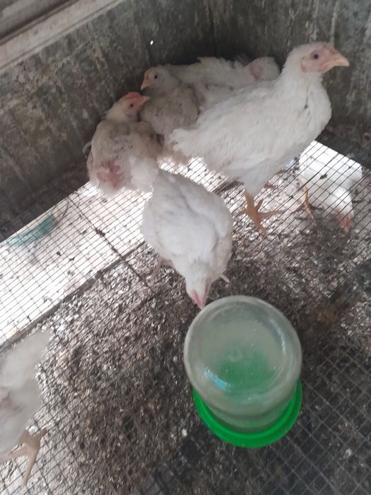 Срочно продам бролерных цыплят