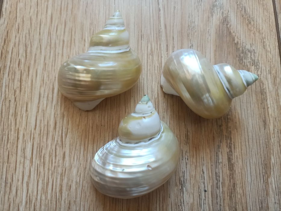 Ракушки от 1500 до 9000