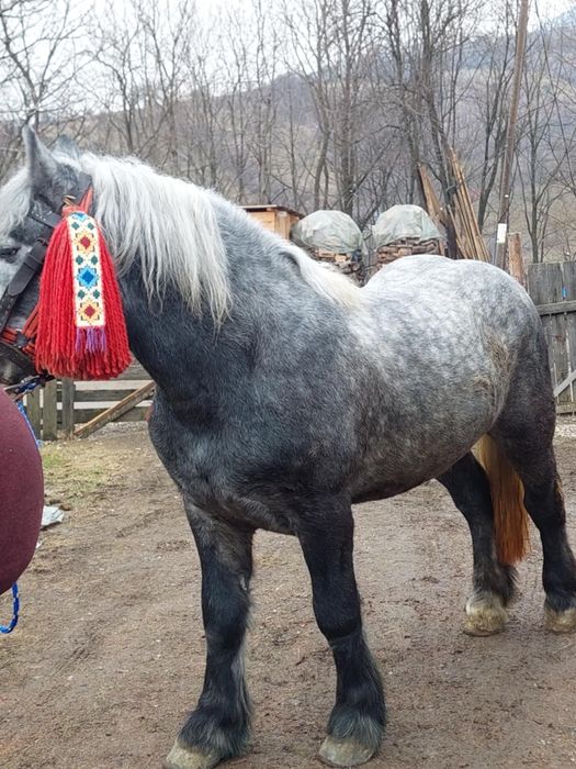 De vânzare mânz de 2 anii