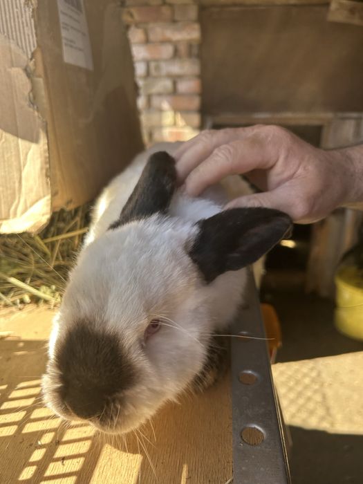 Продавам зайци