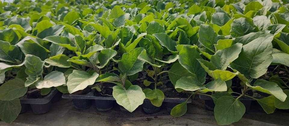 Răsaduri profesionale 2026  solarii/gradină. Ouă pt incubat și păsări