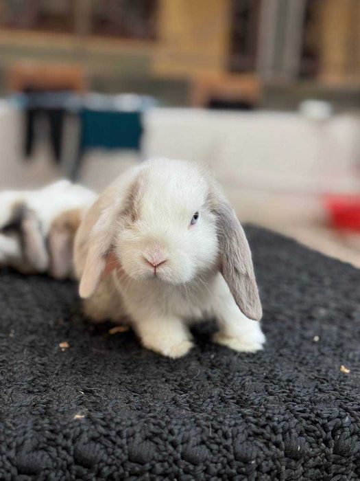 Кроллик Quyon Rebbit