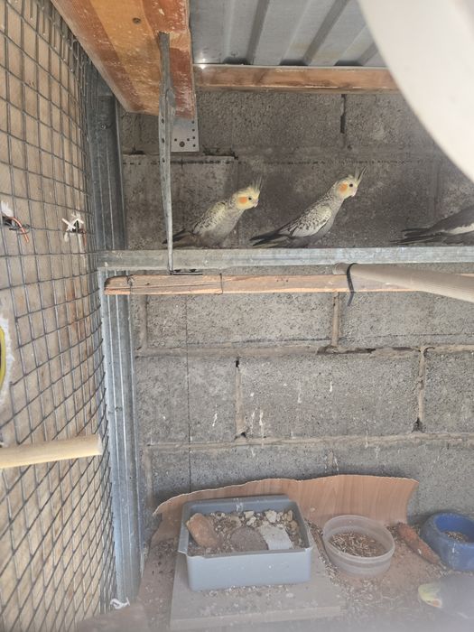 Попугай корелло молодняк