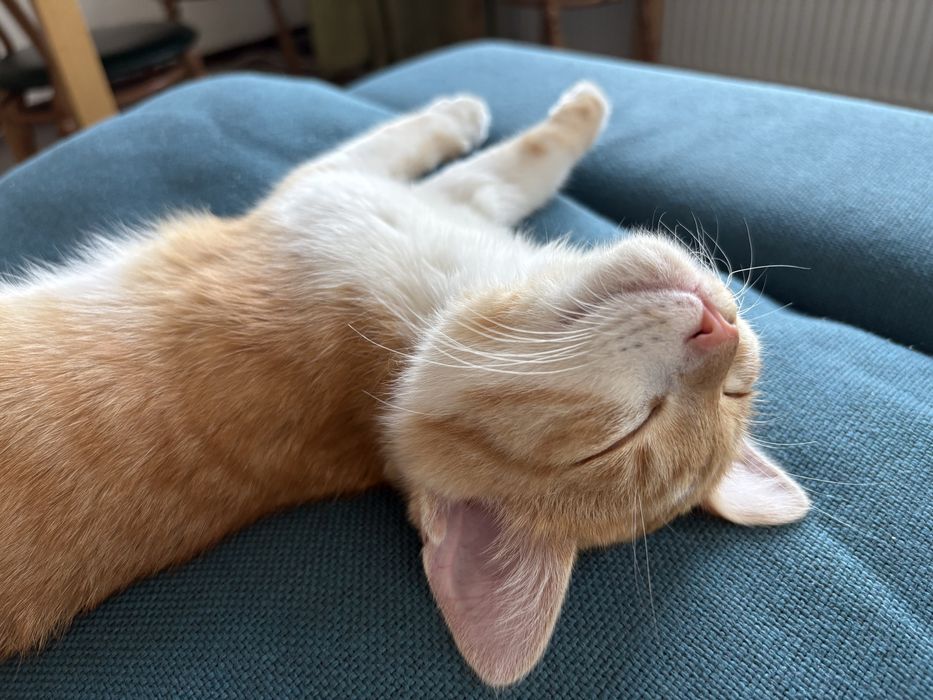 Хочу жрать и хочу внимание / Котенок / Мальчик