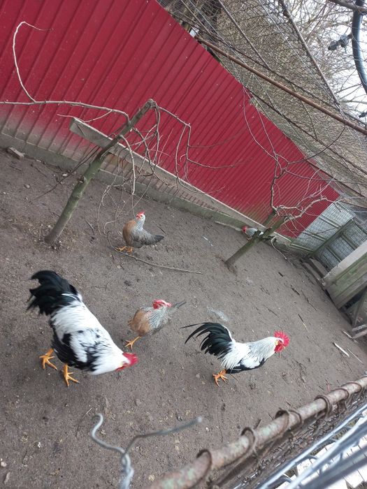 Oua incubat italiana argintie