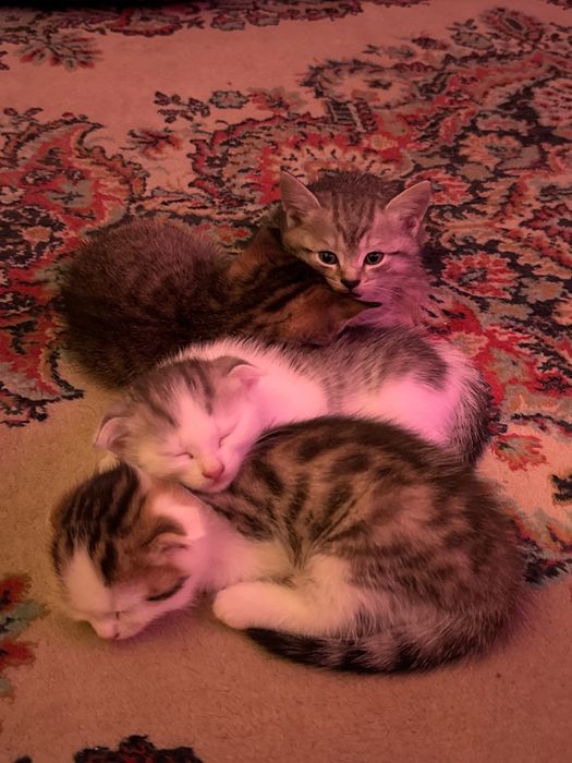 Продам шотландских котят