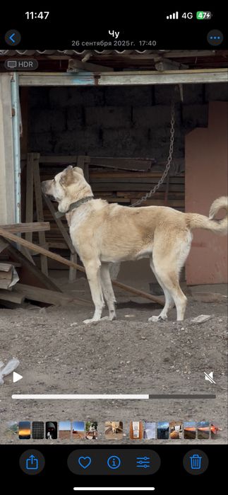 Вязка керек ұрғашы