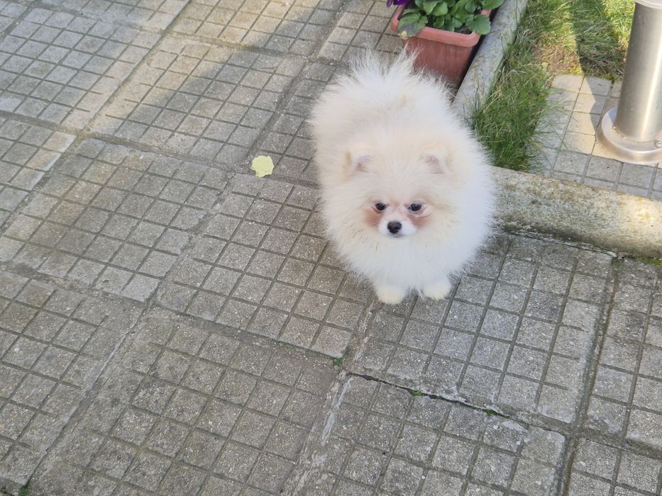 Мъжки померан на 4 месеца