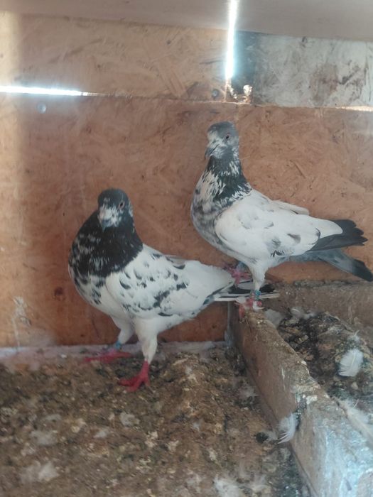 Голуби Тедди продам