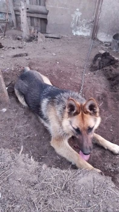 Чистокровная овчарка