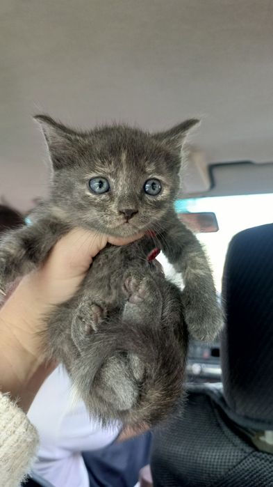 Котята.в хорошие руки