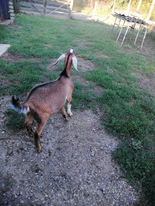 Țap anglo nubian- 5 luni