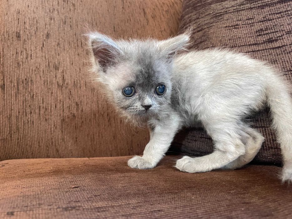Британски котенца