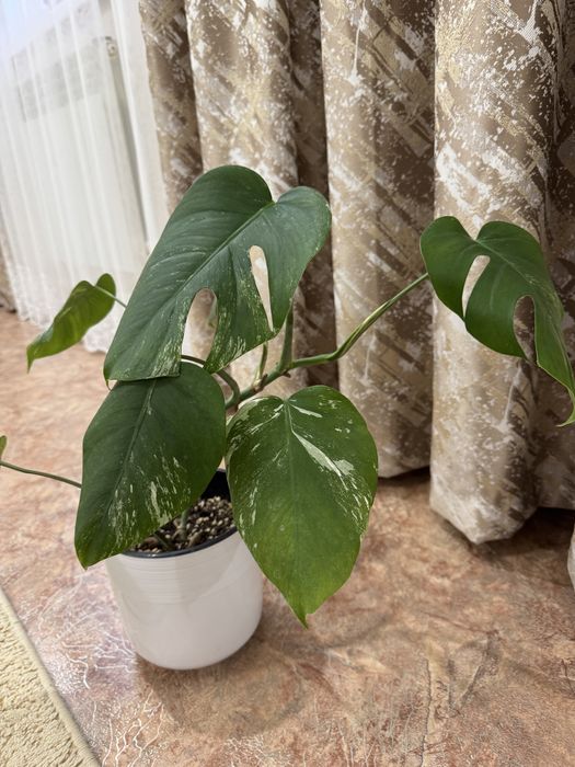 Продам Монстеру Альба