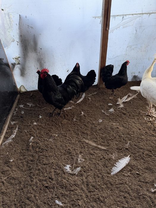 Australorp negru si italiana potarnichie