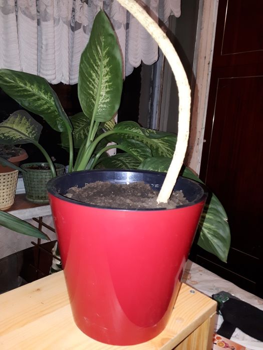 Цветы для офиса и дома! Шефлеру продам