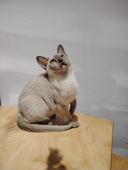 Европейская бурма