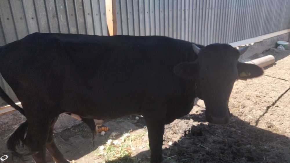 багылган бока тамагы ток))