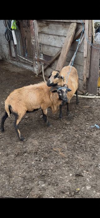 Oi camerun de vanzare !