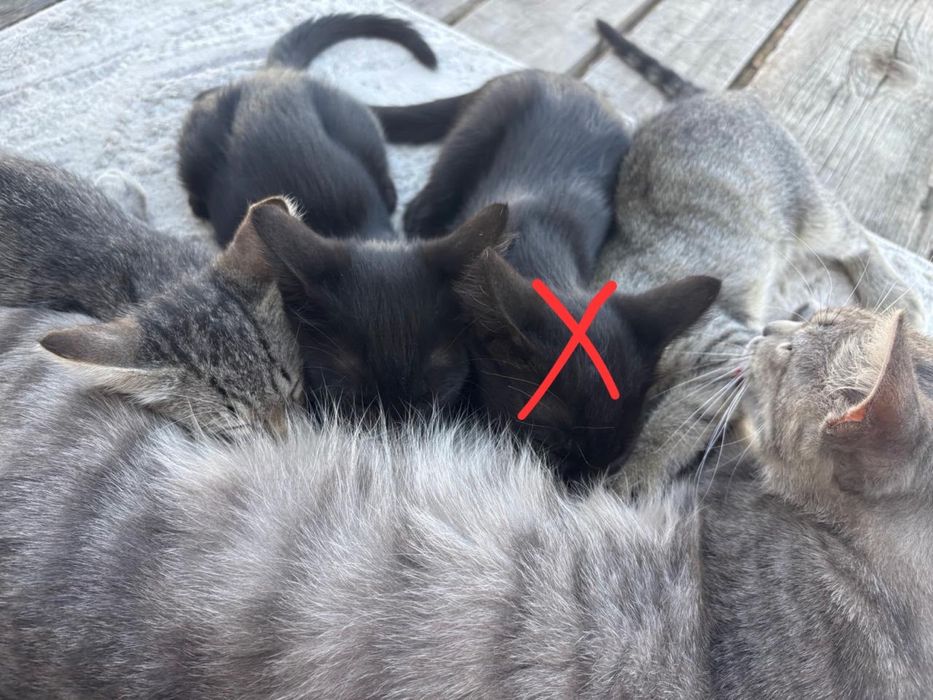 Котята в добрые руки бесплатно