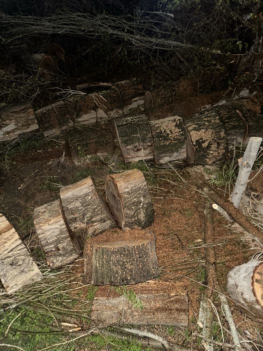 Ағаш алатындар, ағаш қабылдайтындар