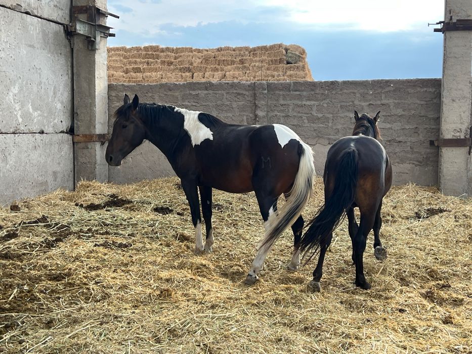 мықты Айғыр сатылады апачи