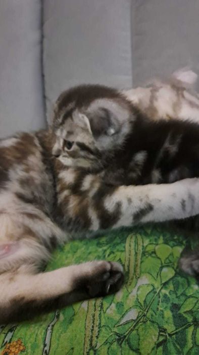 продам шотландского котенка
