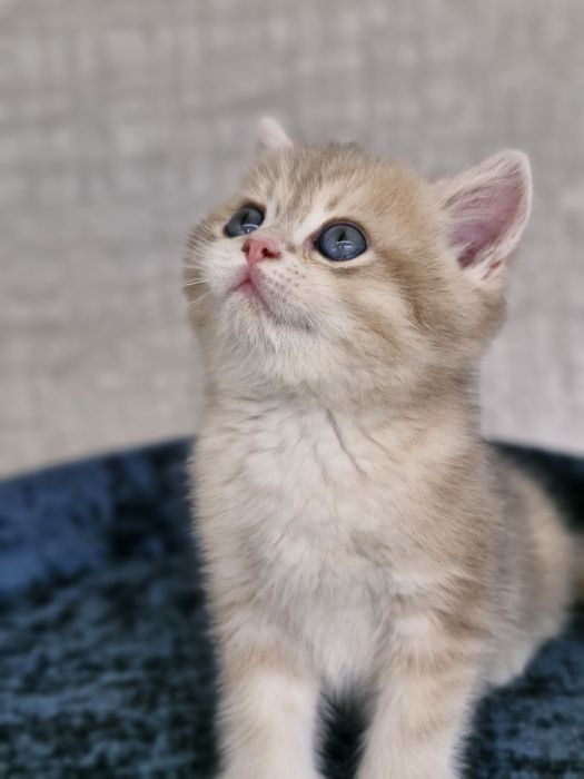 Британские котята