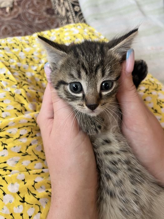 котятки ищут дом