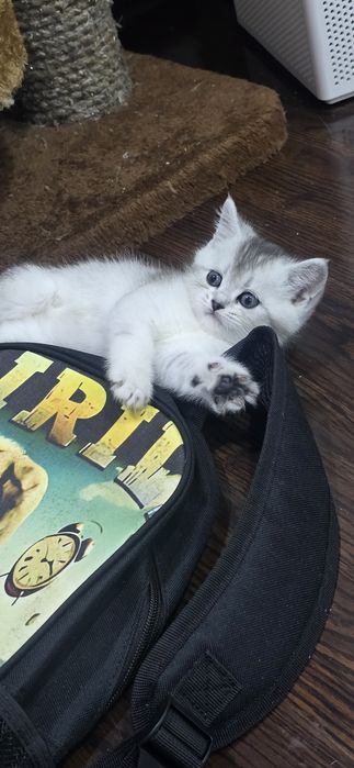 Продаются котята