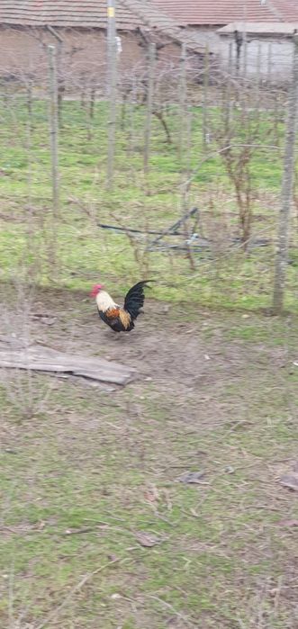 Декоративни петлета