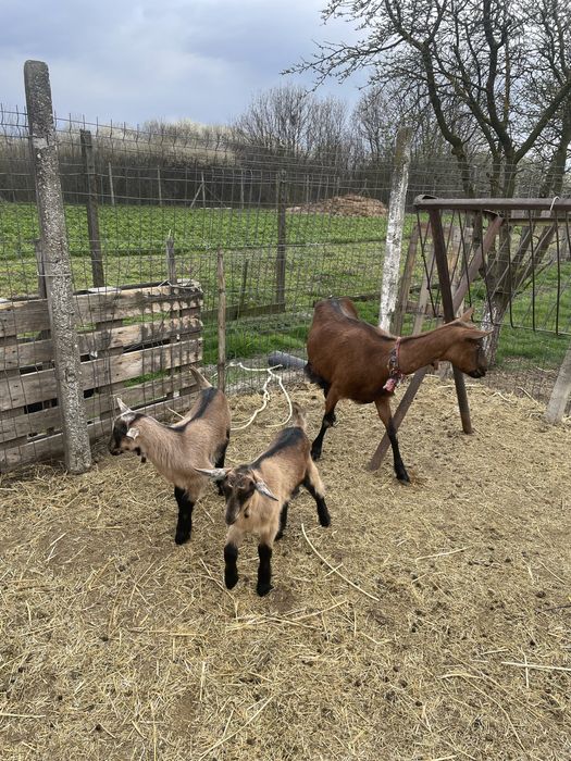 Capra alpina franceza