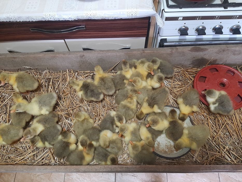 Vând boboci de gasca