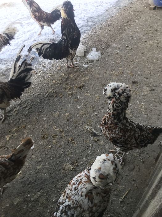 Gaini padoane portelan