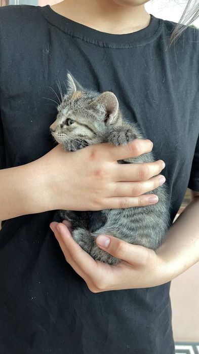 Котята даром в добрые руки