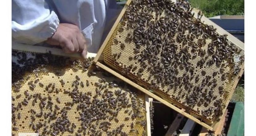 Пчелопакеты 3+1