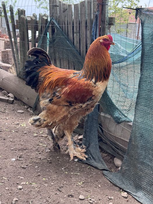 vând cocoș brahma